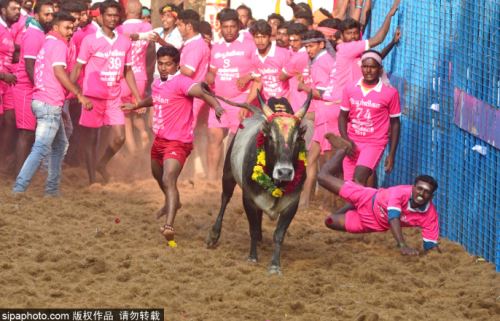 惊险刺激！印度泰米尔举行传统驯牛节 参赛者徒手与牛肉搏