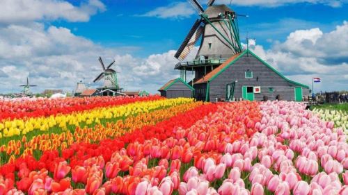 郁金香与风车遍地 一些关于荷兰的记忆