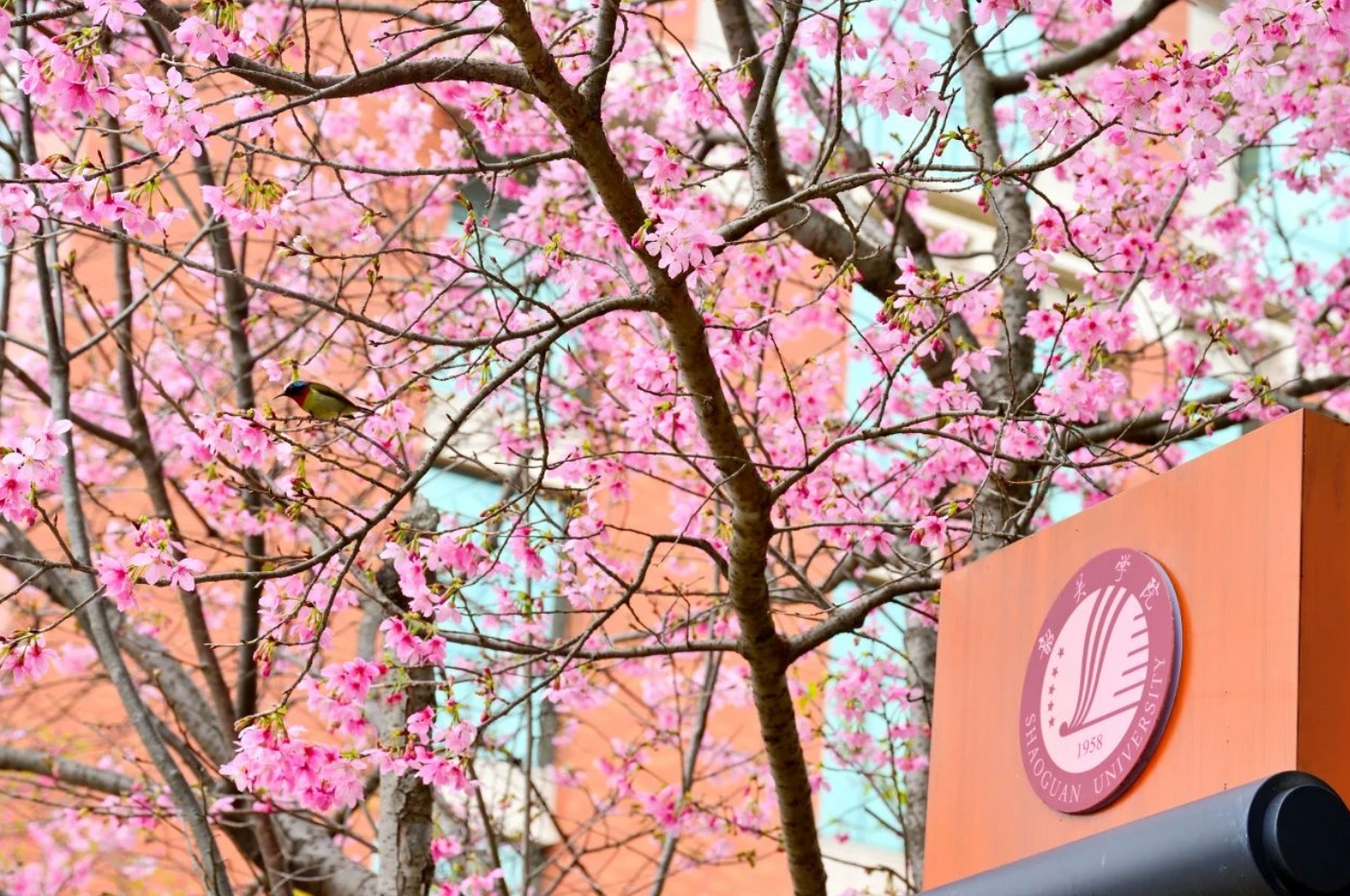 【大美广东】Spring at Shaoguan University: A Blossoming Cherry Wonderland  不用去武大！广东韶关也有自己的樱花校园