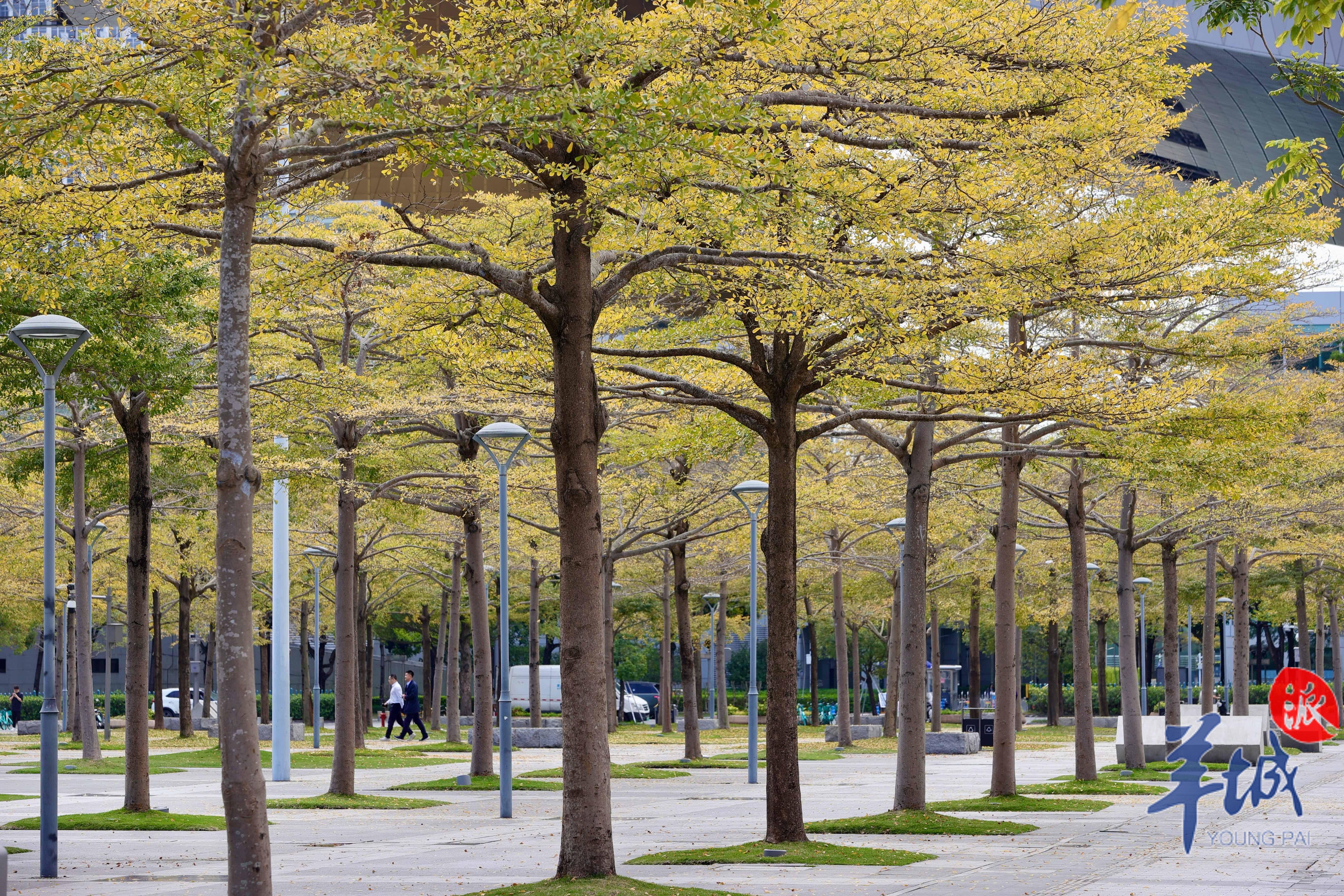 【大美广东】Golden Leaves in Spring: A Unique Sight in Shenzhen  深圳街头现春日奇景，小叶榄仁落叶似金秋