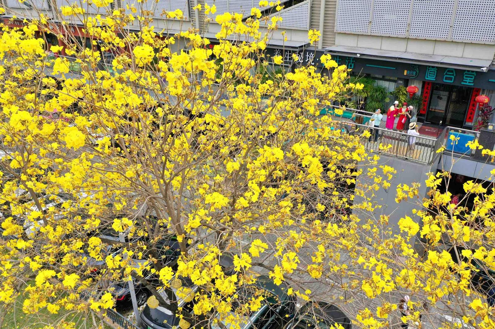 【大美广东】Spring Only! The Yellow Trumpet Flowers Are in Full Bloom in Shenzhen  春日限定！深圳黄花风铃木盛放