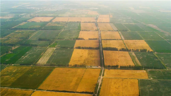 新和县“百千万”高产创建结硕果 小麦喜获丰收保粮安