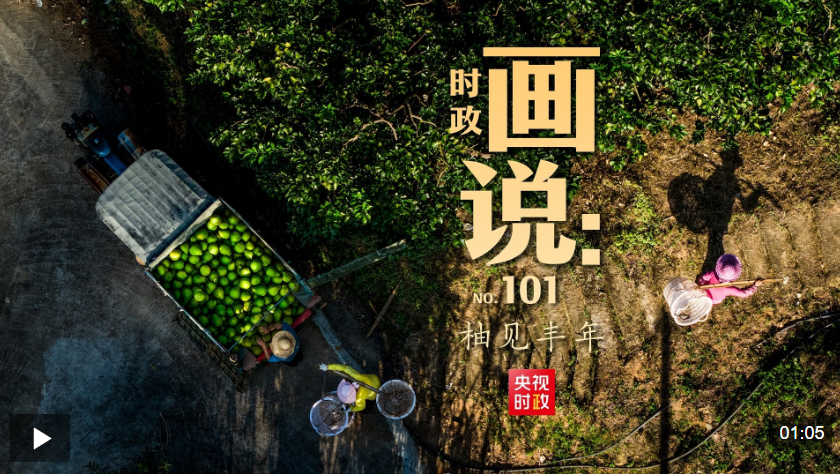 时政画说丨柚见丰年