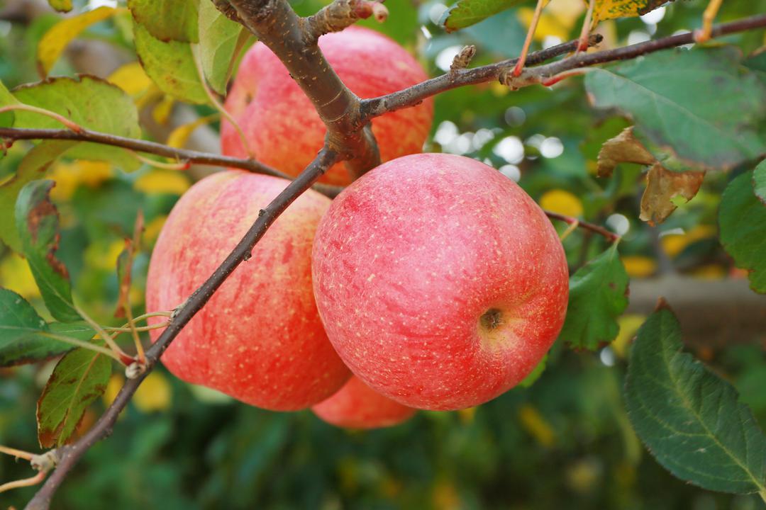 【神州大地】 山东荣成天鹅谷海藻苹果红透了