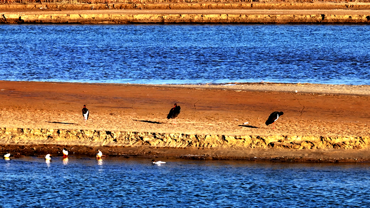 黄河岸畔展开生态画卷　“鸟中大熊猫”黑鹳做客山西河曲