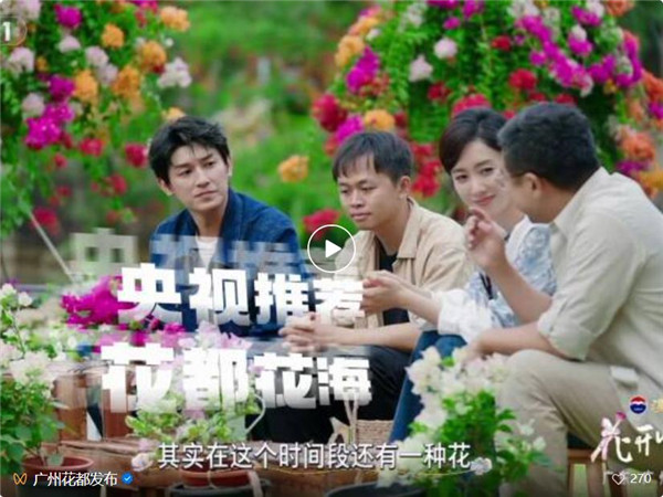 广州这片三角梅花海，靓到上央视！