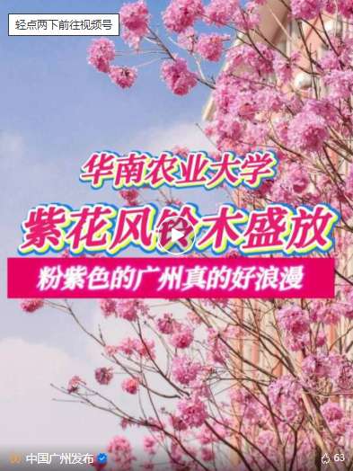 广州大片粉紫色花海开了！超出片，别错过