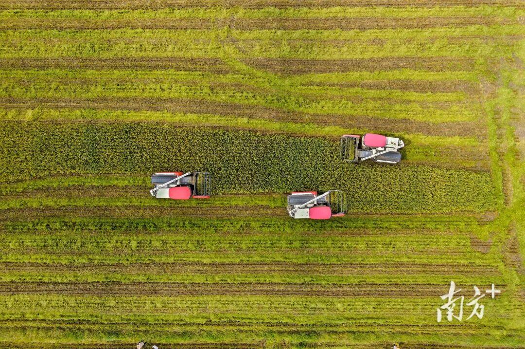 广东，好有“米”！