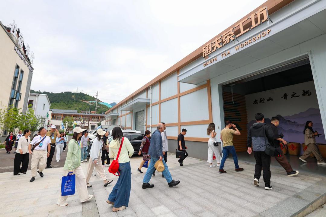 太行山上“黄金叶” 山西晋城一枝连翘成富民“饮”擎  一枝连翘如何带动千余户增收？ 海外华文媒体走进山西晋城母亲茶庄