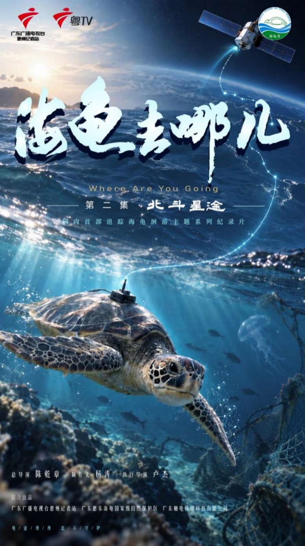 世界动物日｜《海龟去哪儿：北斗星途》纪录片全网首映北斗护航海龟洄游之路