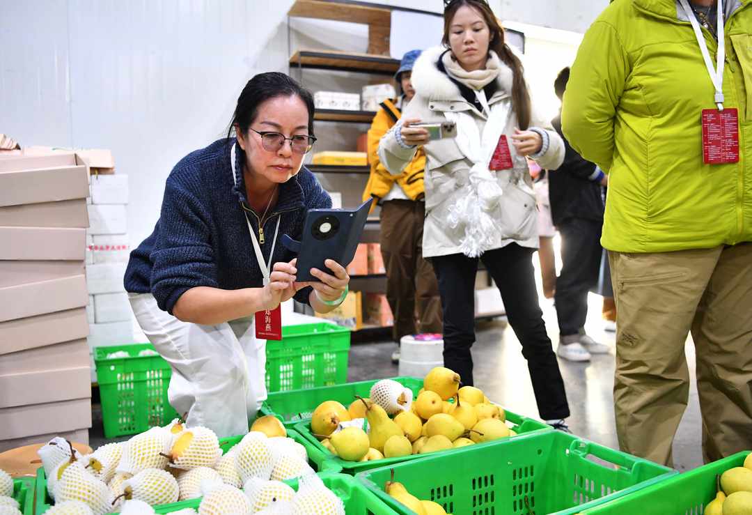 梨香绘就振兴画卷 海外华媒探访阿坝农文旅融合发展实践