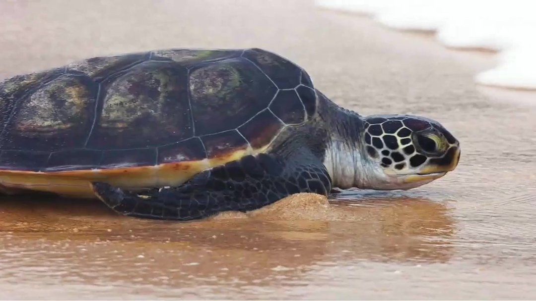 科技点亮海洋生物的回家之路：《海龟去哪儿：北斗星途》带你探寻生命轨迹